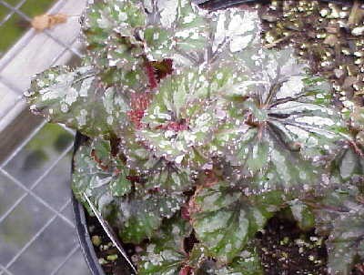 B. ‘Hawaiian Freakout’
